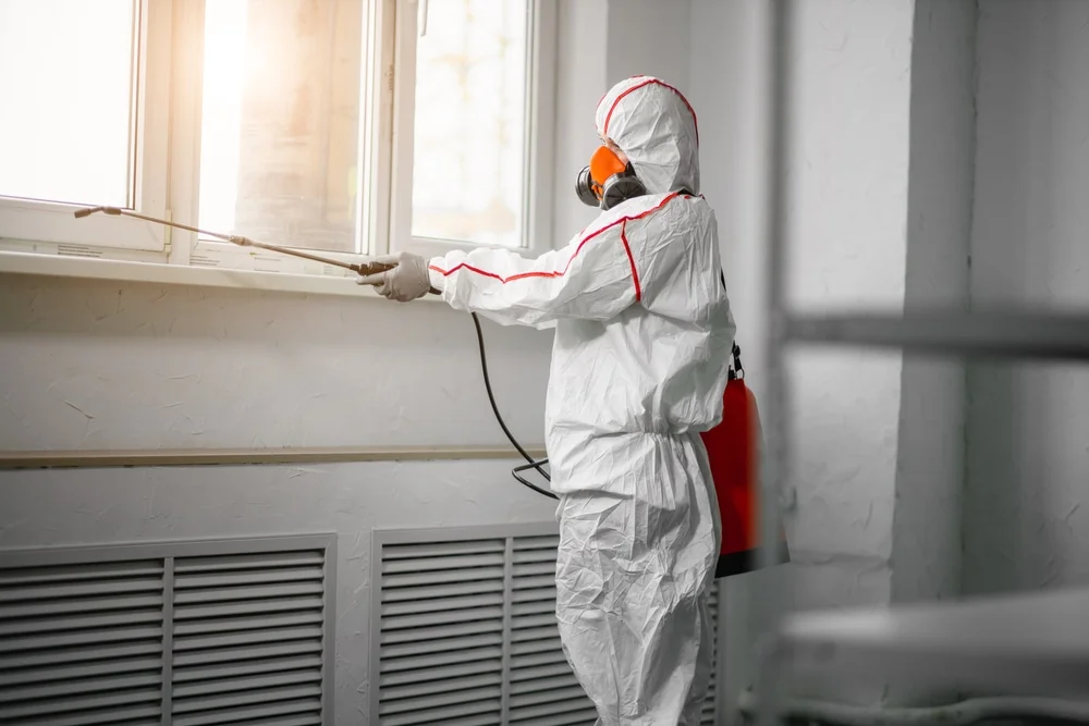 Professional mold remediation services in Weimar, TX